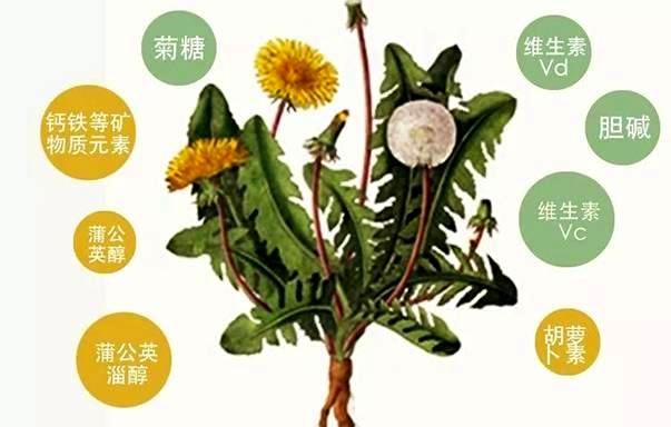 春天的蒲公英，堪称“排毒草”，根和叶功效不同，用对*重要！